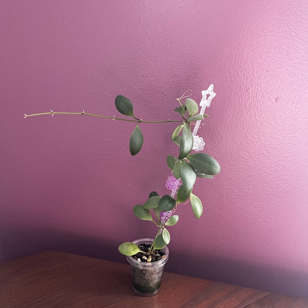 Hoya Mini Sulawesi